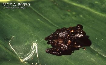 Media type: image;   Herpetology A-89979 Description: Photo of animal in life, taken in the field by Dr. Kenneth Ichiro Miyata. A slide of the photo was scanned in 2012 by Melissa Wooley.;  Aspect: lateral